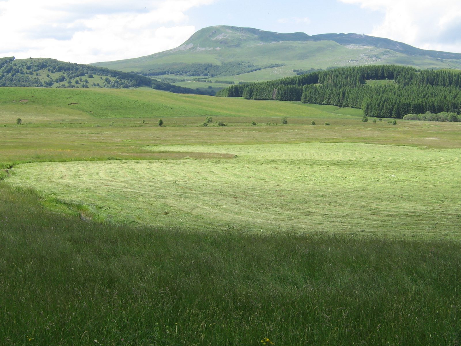 Conférence : Sancy sauvage, biodiversité et volcanisme