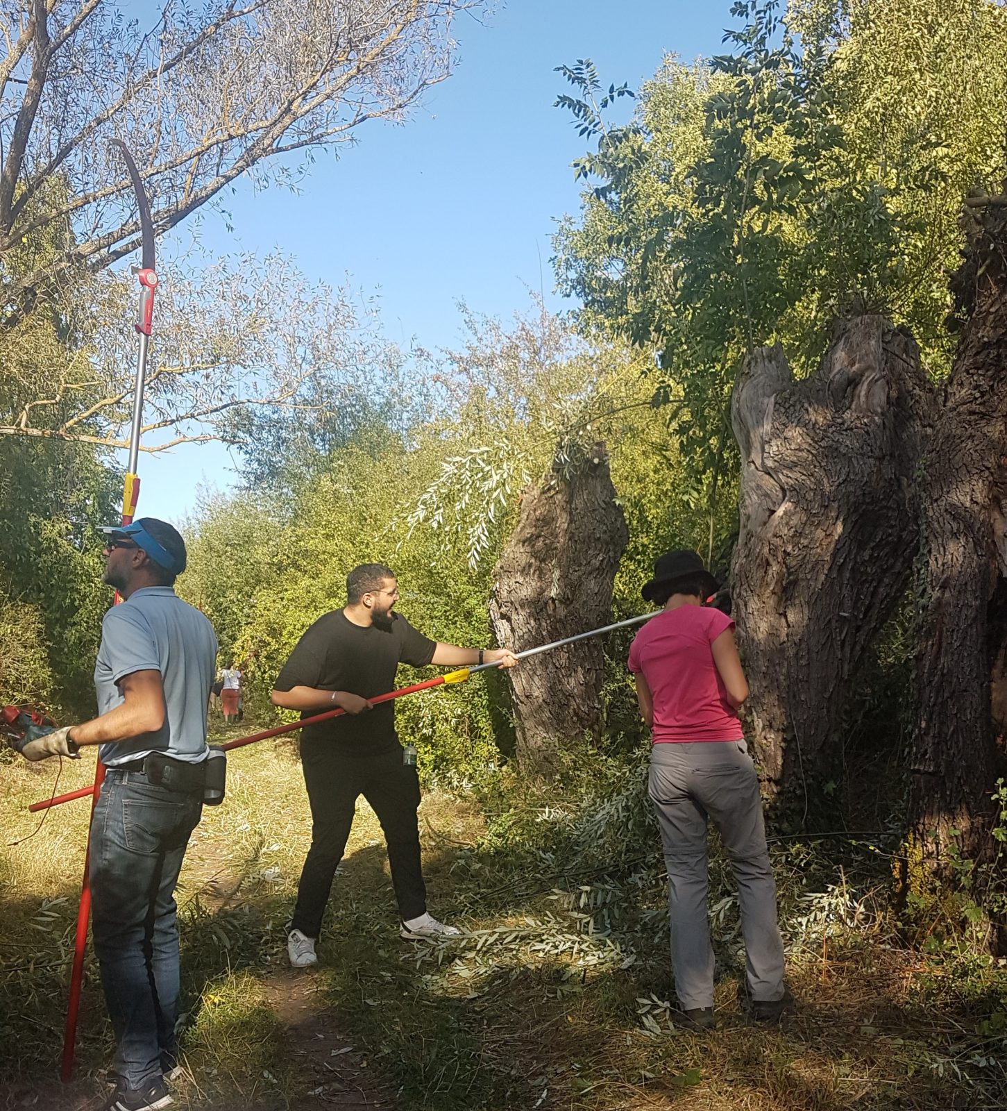 Chantier de taille des arbres têtards de la colline de Mirabel